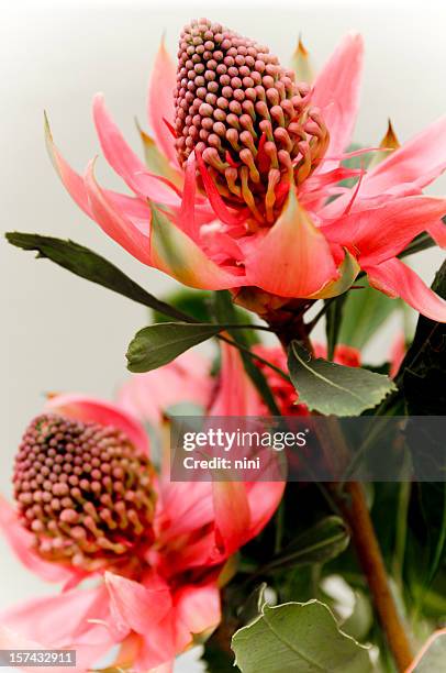 proteas - protea stock pictures, royalty-free photos & images