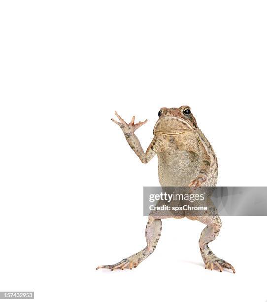 toad - animal waving stockfoto's en -beelden