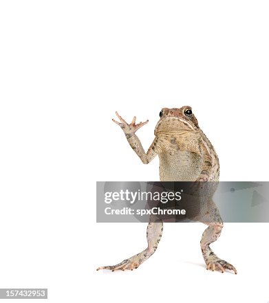 Toad Toad