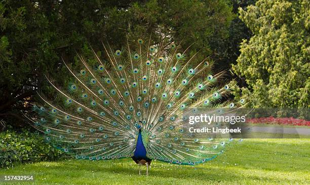 peacock - peacock fotografías e imágenes de stock