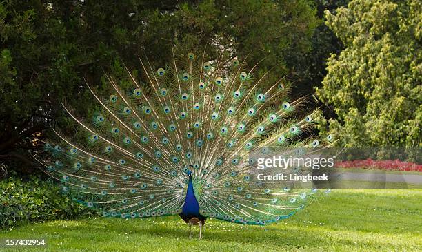 peacock - peacock stock pictures, royalty-free photos & images