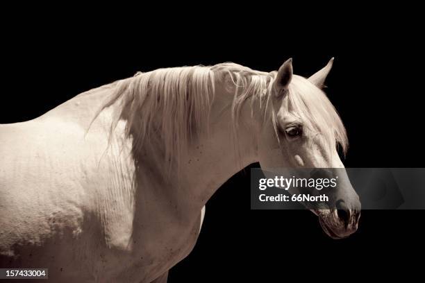 white stallion horse andalusian - stallion stock pictures, royalty-free photos & images