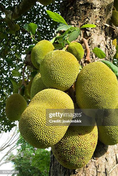 jack albero da frutto - jackfruit foto e immagini stock