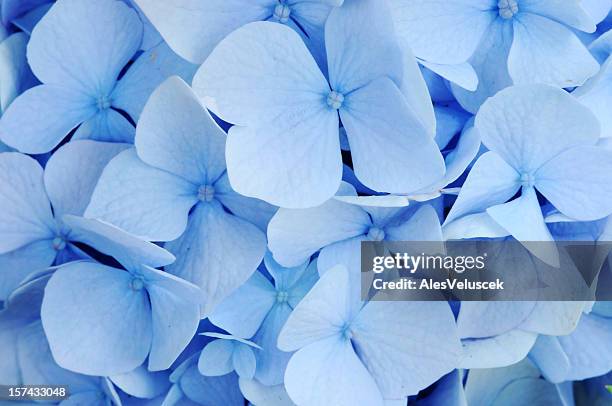 blue hortensie - hortensia stock-fotos und bilder