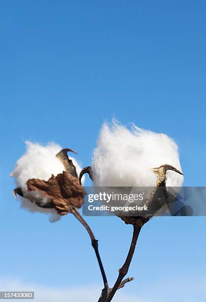 cotton crop detail - cottonfield stock pictures, royalty-free photos & images