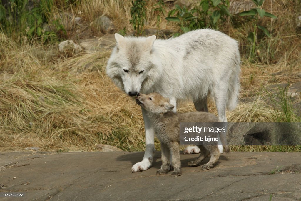 Arctic Wolf and Cub