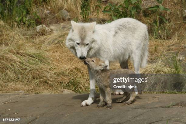 arctic wolf and cub - arctic wolf stock pictures, royalty-free photos & images