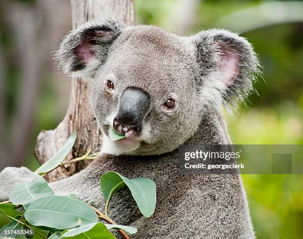 koala eating eucalyptus - koala eating stock pictures, royalty-free photos & images