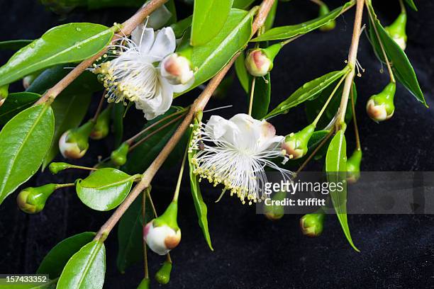myrtle flowers - true myrtle stock pictures, royalty-free photos & images