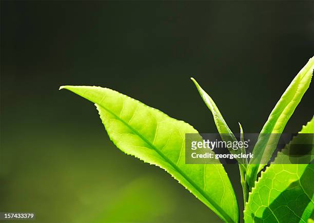frischer tee wachstum makro - green tea plantation leaves stock-fotos und bilder