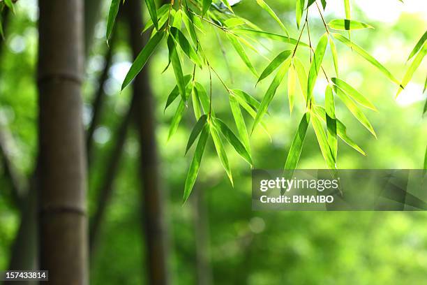 grünen bambus-blätter - bamboo forest stock-fotos und bilder