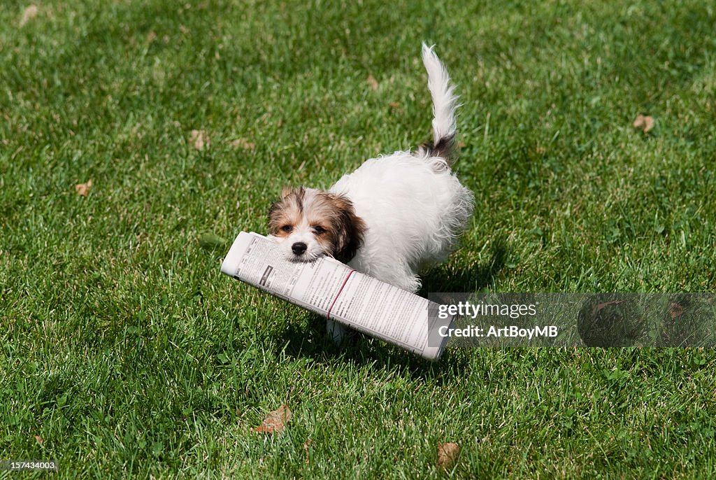 Puppy with paper