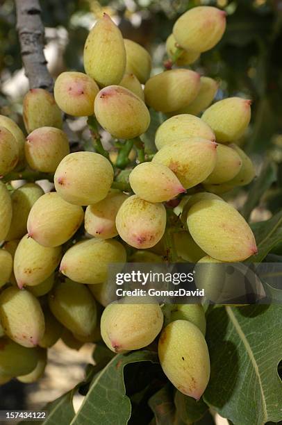 close-up of ripening pistachio on tree - pistachio tree 個照片及圖片檔