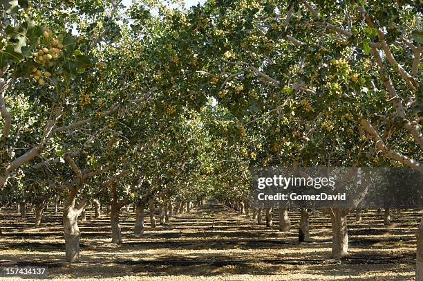 pomar de maturação pistache - pistachio tree - fotografias e filmes do acervo