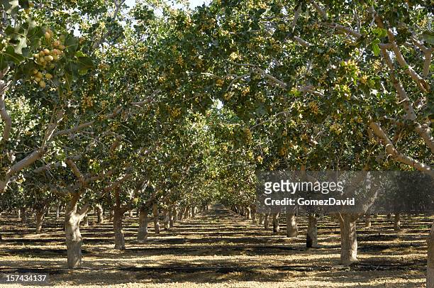 orchard of ripening pistachio nuts - pistachio tree 個照片及圖片檔