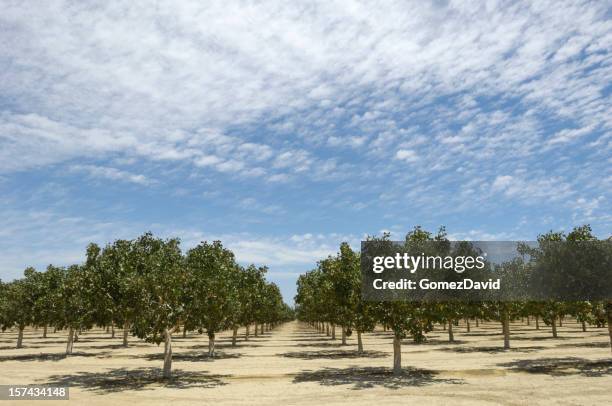 orchard of ripening pistachio nuts - pistachio tree 個照片及圖片檔