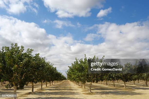 pomar de maturação pistache - pistachio tree - fotografias e filmes do acervo