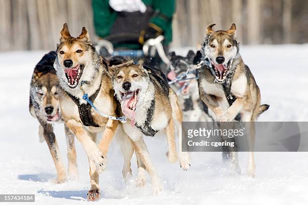 dog sled racing - dog sledding stock pictures, royalty-free photos & images