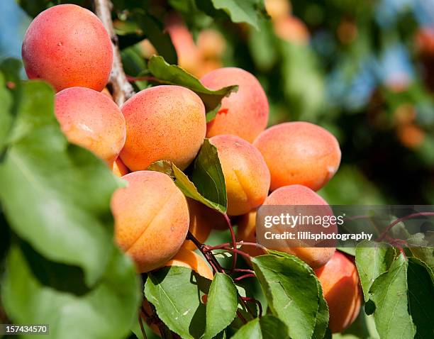 aprikosenbaum in der provence - aprikosenbaum stock-fotos und bilder