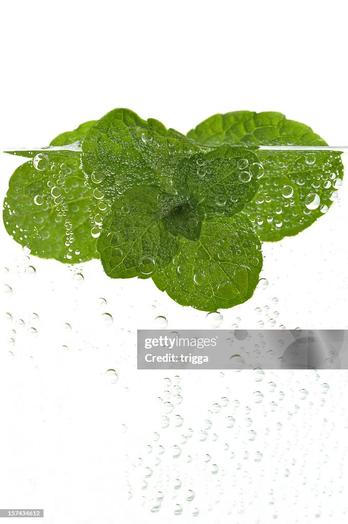 Fresh mint in water