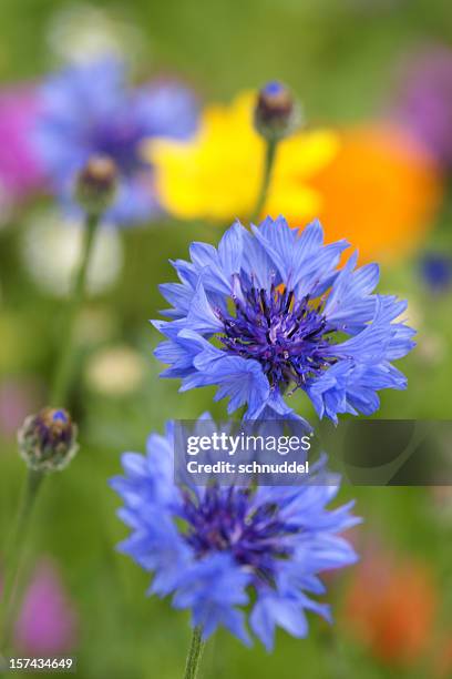 cornflowers - cornflower stock pictures, royalty-free photos & images
