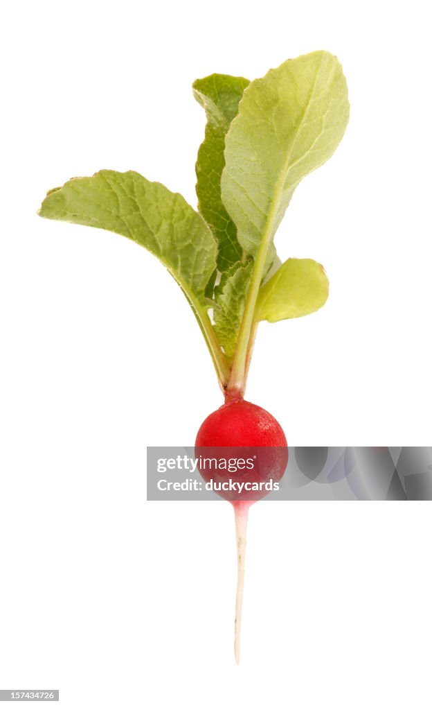 Crimson gigante rábano