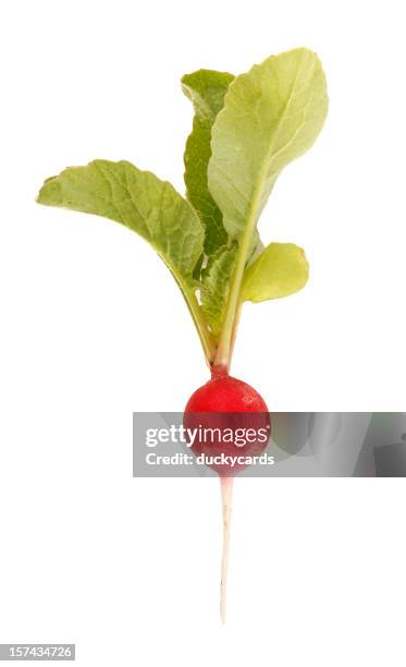 crimson giant radish - radijs stockfoto's en -beelden