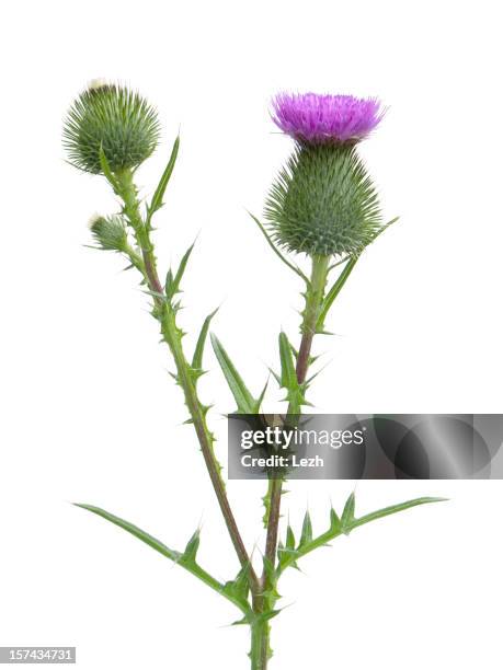 distel - cactus white background stock-fotos und bilder