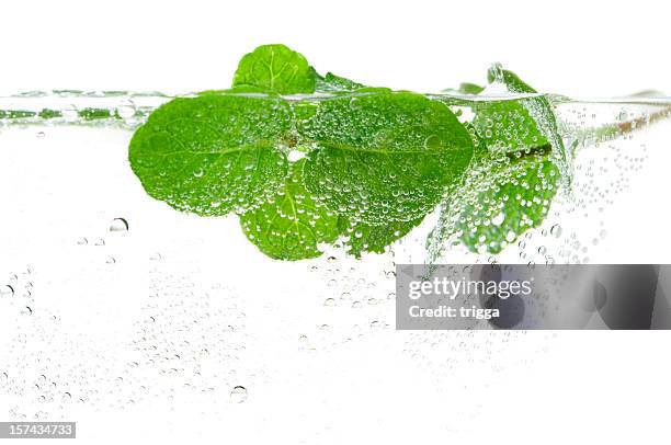 menta fresca en agua - menta gastronomía fotografías e imágenes de stock