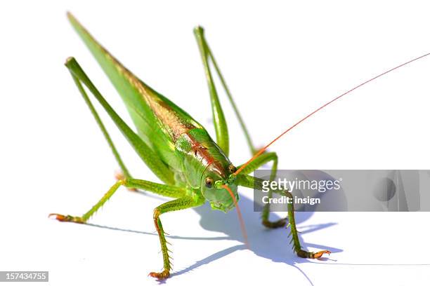 grasshopper isolated - the crickets stock pictures, royalty-free photos & images