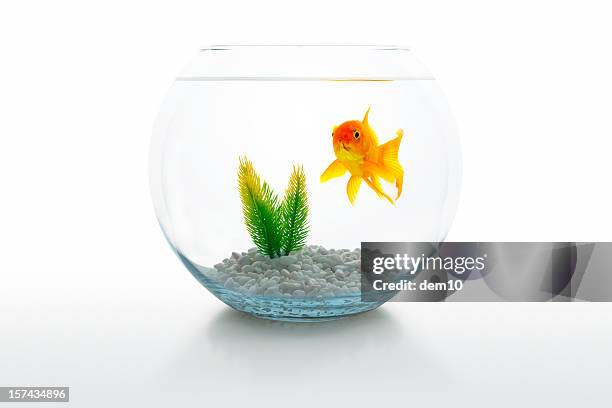 peixe dourado em tigela - aquário simples redondo imagens e fotografias de stock