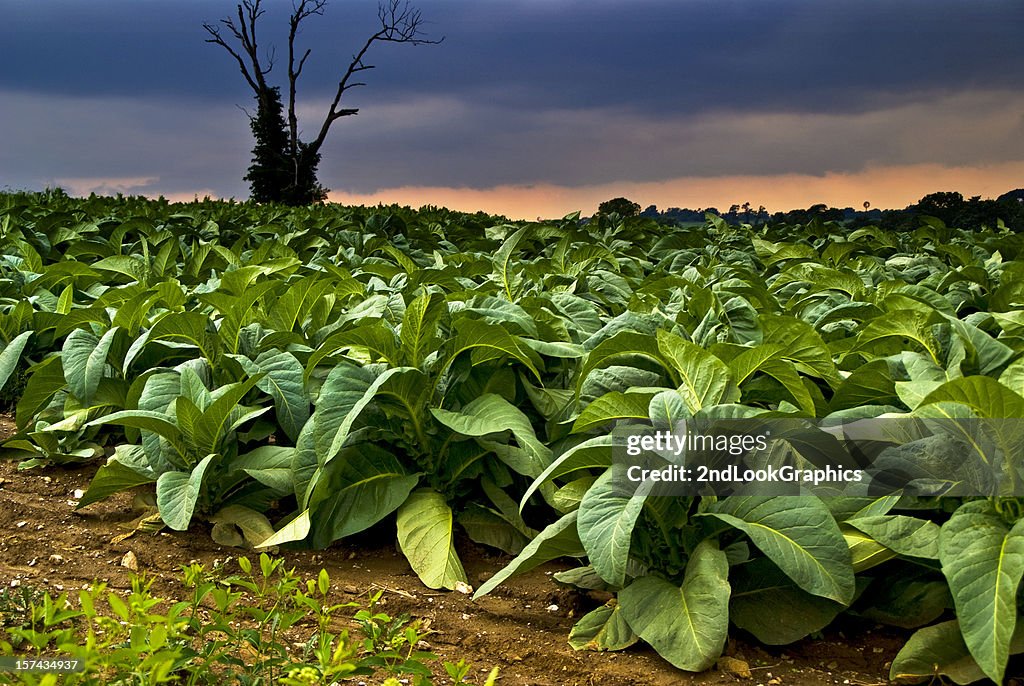 Unheilschwanger Tabak Field