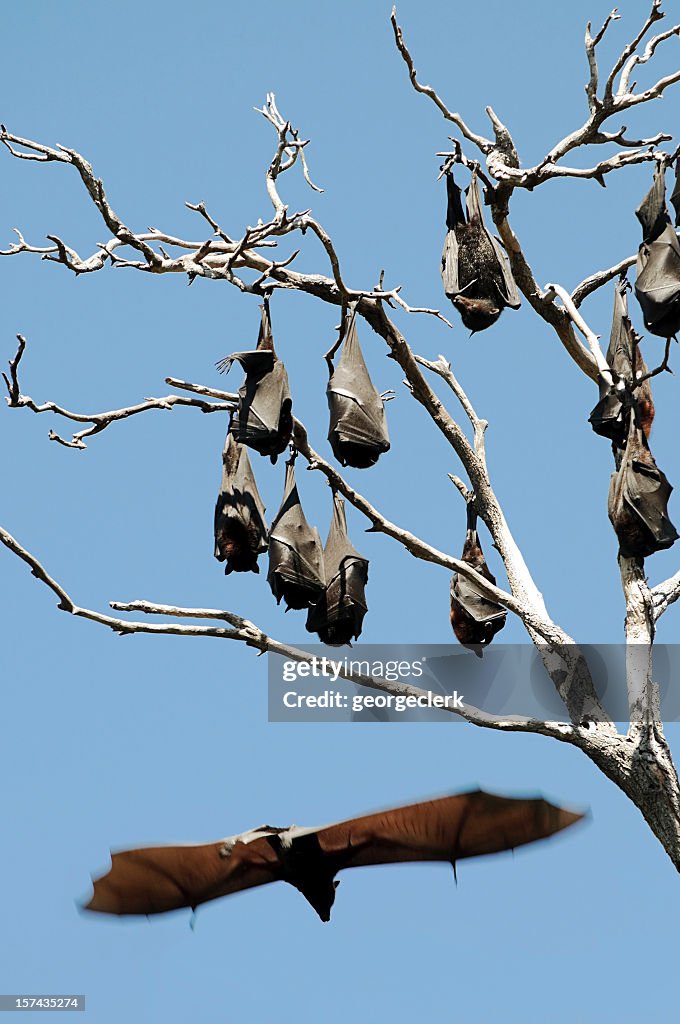 Fruit Bats hanging from Tree