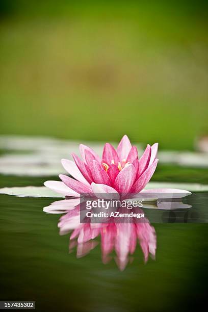water lily - lotus flowers stock pictures, royalty-free photos & images