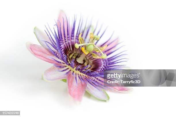 a pink, purple and white passion flower - passion flower stock pictures, royalty-free photos & images
