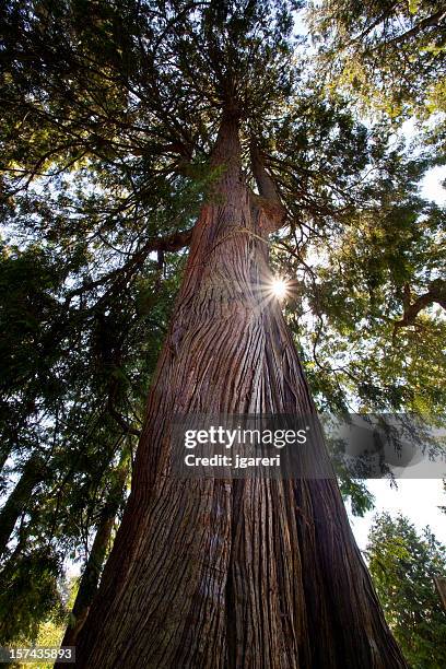 gigantic douglas fir - douglas fir stock pictures, royalty-free photos & images