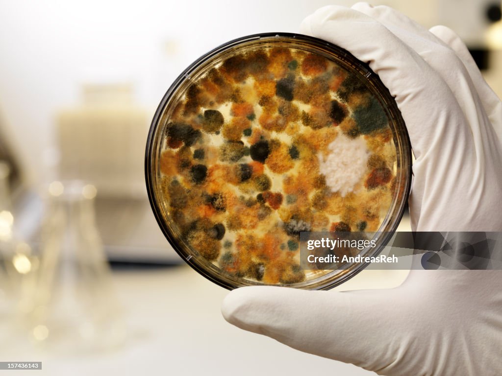 Mildew culture on agar plate, laboratory scene
