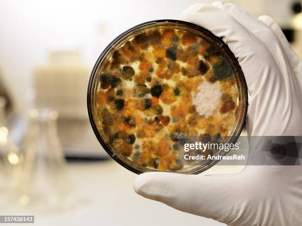 mildew culture on agar plate, laboratory scene - aspergillus stock pictures, royalty-free photos & images