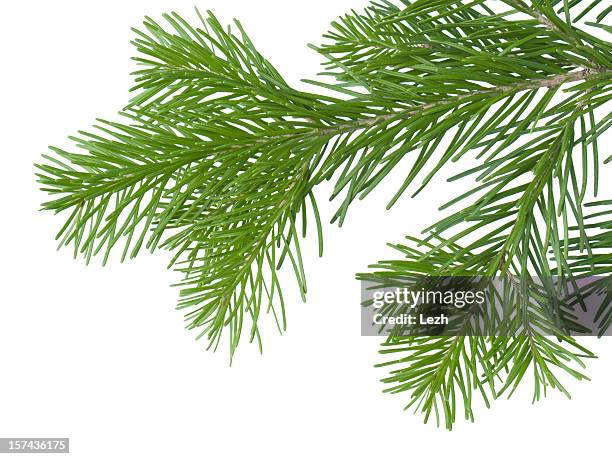 fir branch - spruce tree white background stock pictures, royalty-free photos & images