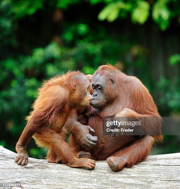 orangutans in love - 婆羅洲島 個照片及圖片檔