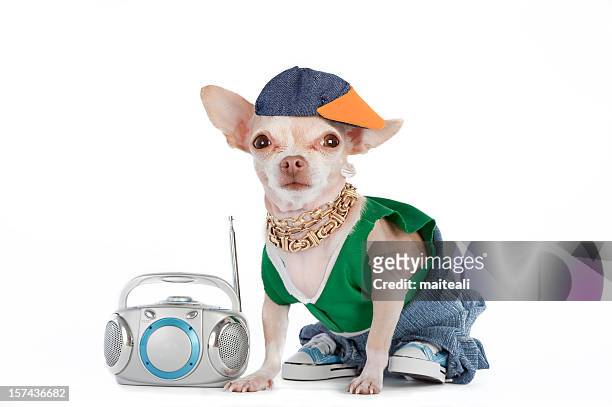 a little chihuahua dog dressed like a rapper with a boombox  - period costume stock pictures, royalty-free photos & images