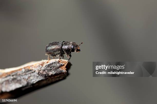 forest killer, mountain pine beetle, colorado - pine beetle stock pictures, royalty-free photos & images