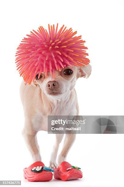 chihuahua with pink wig and rubber boots - period costume stock pictures, royalty-free photos & images