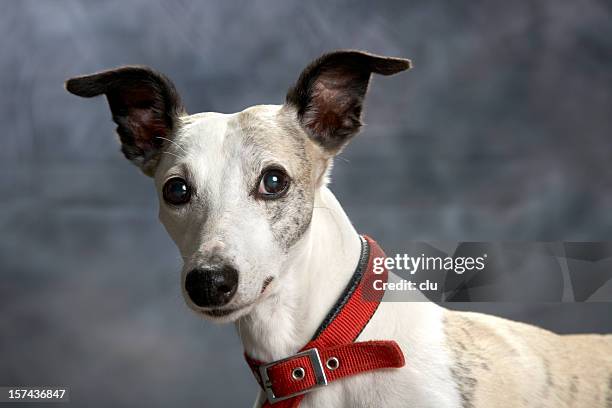 perro retrato: whippet con divertidos conciencia oídos - whippet fotografías e imágenes de stock