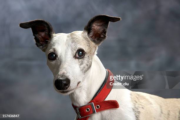 dog portrait: whippet with funny awareness ears - whippet stock pictures, royalty-free photos & images
