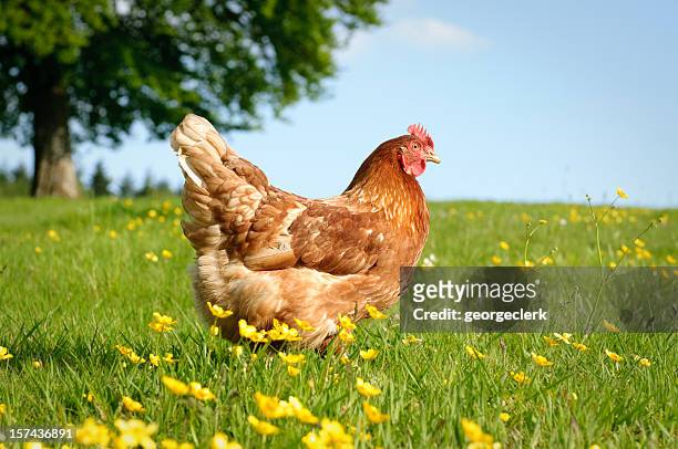 pollo ruspante hen - soltanto un animale foto e immagini stock