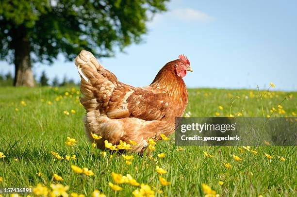 free range hen - hens on poultry farm stock pictures, royalty-free photos & images