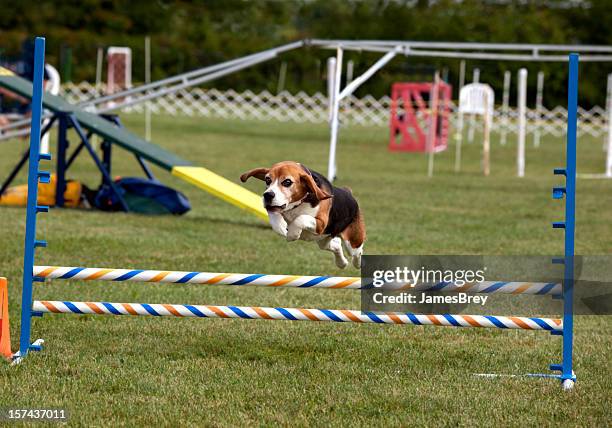 jumping beagle; tiny wonder dog running in agility competition - dog show stock pictures, royalty-free photos & images