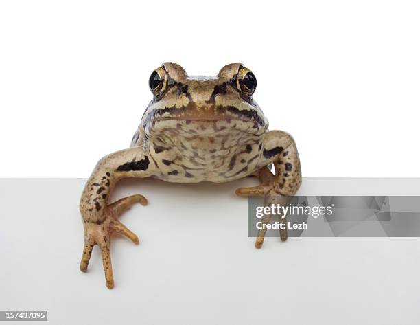 isolated frog - frog stock pictures, royalty-free photos & images