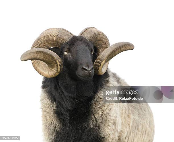 the boss -  ram with twisted horns isolated on white - ram stockfoto's en -beelden